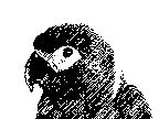 parrot1.JPG (12333 bytes)