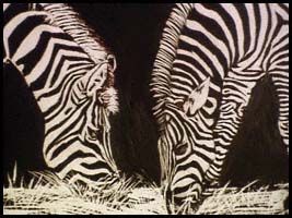 zebras60med.JPG (24714 bytes)